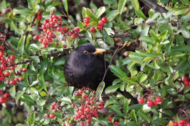 istock Blackbird searching food 1006695470
