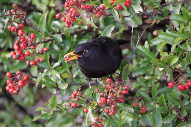 istock Blackbird searching food 1006695532