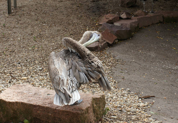 Pelican bird in nature