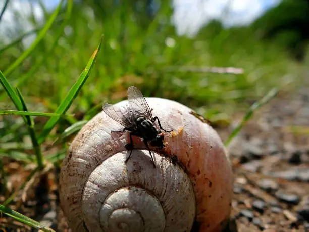 Snail shell is besieged by fly