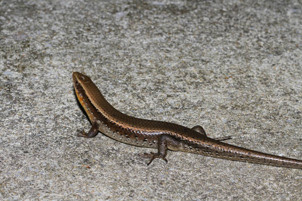 istock skink on floor in thailand. 1006701116