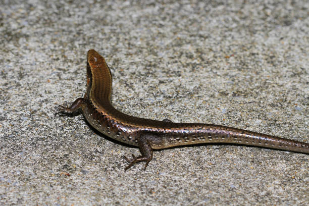 istock skink on floor in thailand. 1006701122