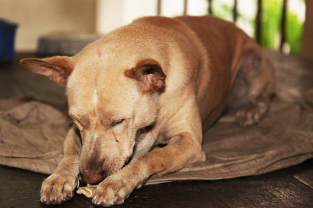 istock The Brown dog flop on old blanket. 1006701300