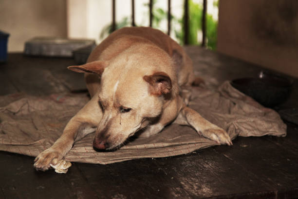 istock The Brown dog flop on old blanket. 1006701402