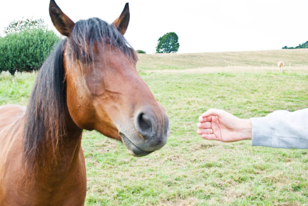 istock Animal Farm: Hand Petting A Brown Horse 1006701910