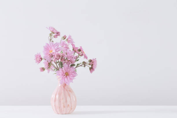 istock pink asters in vase on white background 1006709164