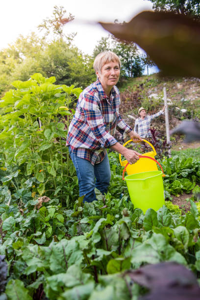 istock Seniors Gardening Vegetables 1006711400