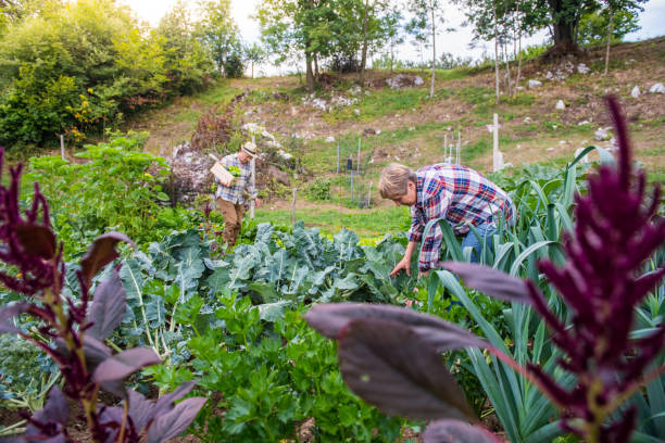 istock Seniors Gardening Vegetables 1006716002
