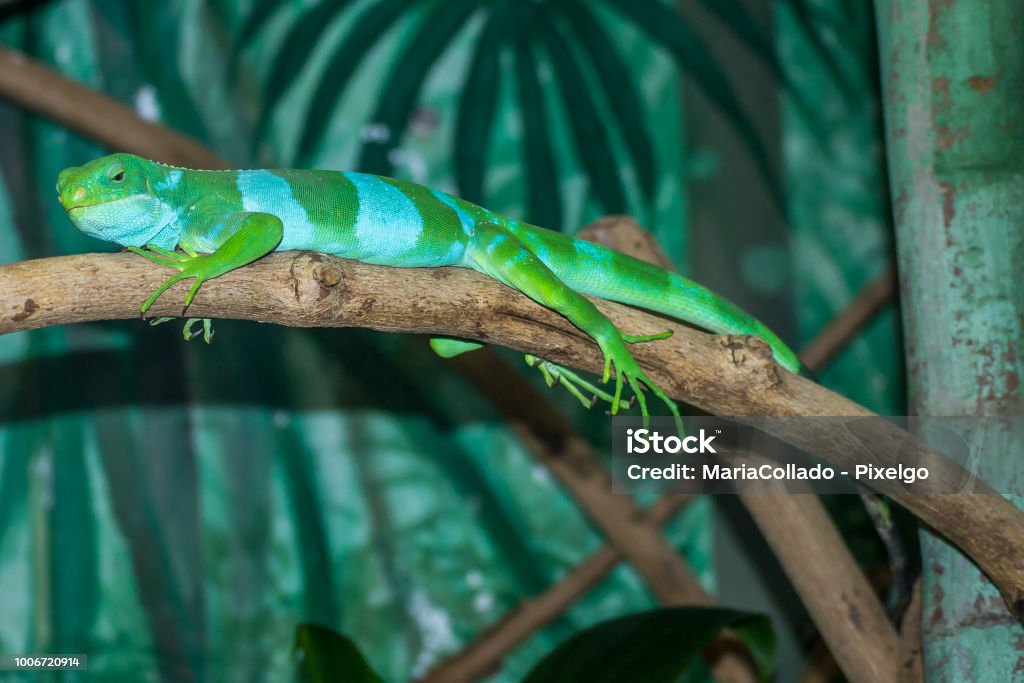 Sydney Australia green lizard resting on a tree Amphibian Stock Photo