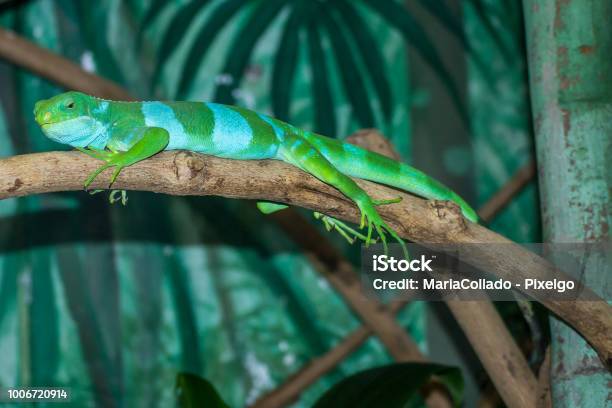 Sydney Australia Stock Photo - Download Image Now - Amphibian, Animal, Animal Body Part