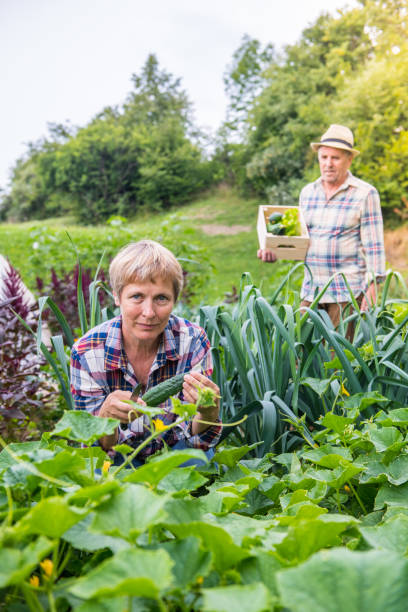 istock Seniors Gardening Vegetables 1006721148