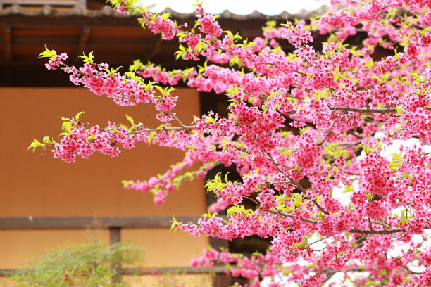 istock Cherry Trees Square of Japan Curitiba (PR) 1006737766
