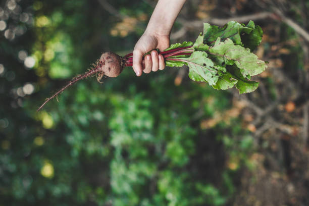 istock beet - a harvest (beet salad). food background 1006738218