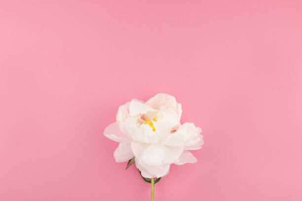 istock Blooming white peony flowers 1006738922