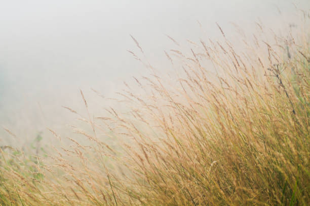 istock Grass field in the fog 1006745498