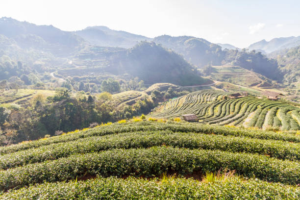 istock Tea farm in valley  Chiangmai  Thailand 1006746326