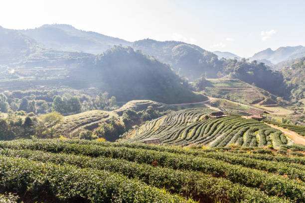istock Tea farm in valley  Chiangmai  Thailand 1006746328