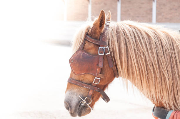 美しい茶色の馬、家畜の交通機関として人間によって使用されます。 - young animal beautiful horse mammal ストックフォトと画像
