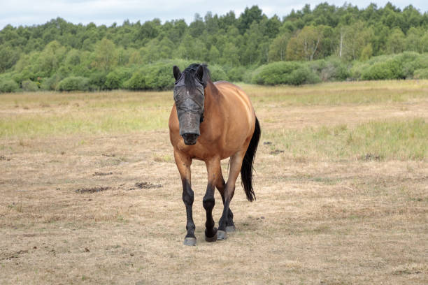 A horse with a face mask, which protects its eyes and ears against flys