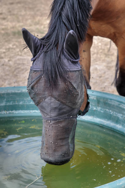 A horse with a face mask, which protects its eyes and ears against flys