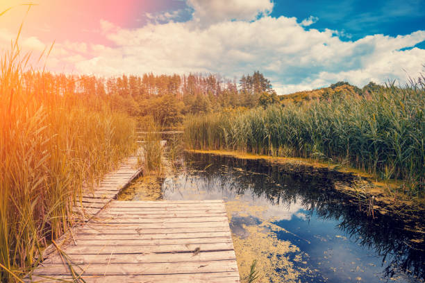 istock Lakeshore with wooden deck. Beautiful nature Finland 1006750468
