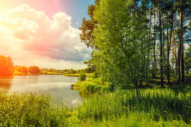 istock Beautiful nature, lakeshore, and pine forest in the evening 1006750624