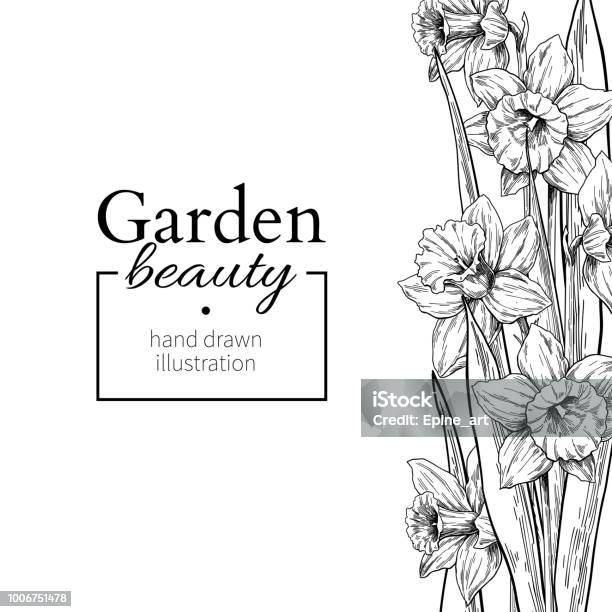 Daffodil Flower And Leaves Border Drawing Vector Hand Drawn Engraved Floral Frame Stock Illustration - Download Image Now