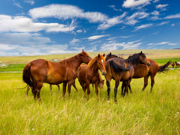 istock Free horses in the steppe 1006751656