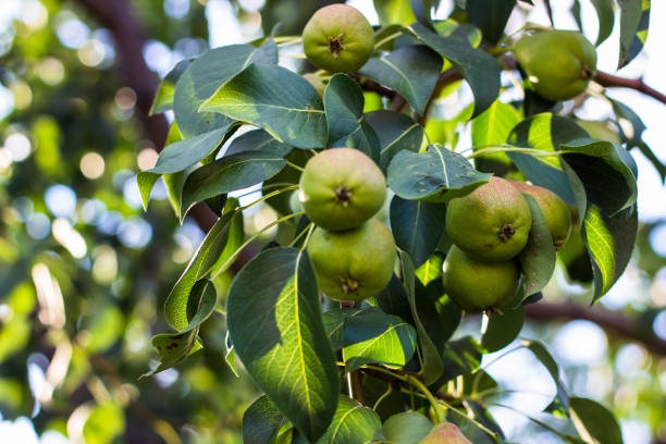 istock On the tree grow green fresh pears. Pear tree with pears. sunny day 1006754344
