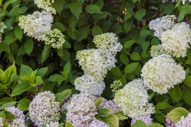 istock Blooming cultivar panicled hydrangea Hydrangea paniculata in the summer evening garden 1006754878