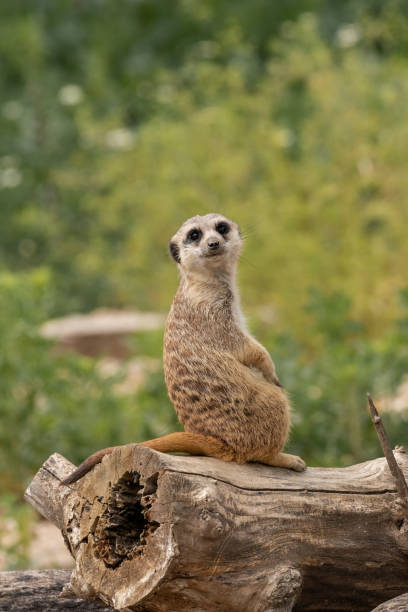 istock Suricata Suricatta portrait. 1006756238