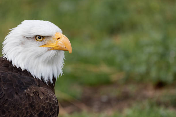 портрет белого орла. - white headed eagle стоковые фото и изображения