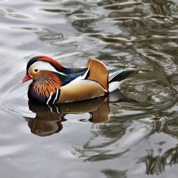 istock A view of a Mandarin Duck 1006760750