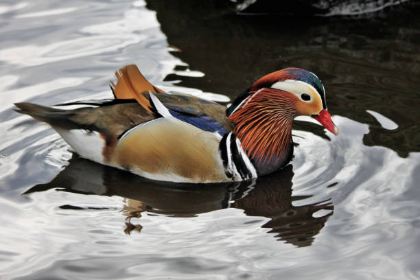 istock A view of a Mandarin Duck 1006760798