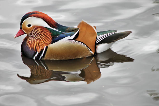 北京ダックのビュー - duck pond mandarin red ストックフォトと画像