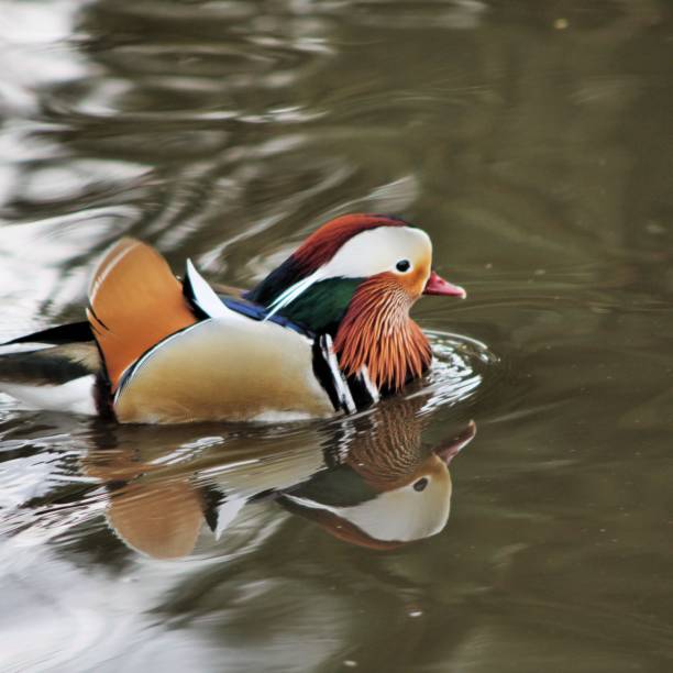 istock A view of a Mandarin Duck 1006760814