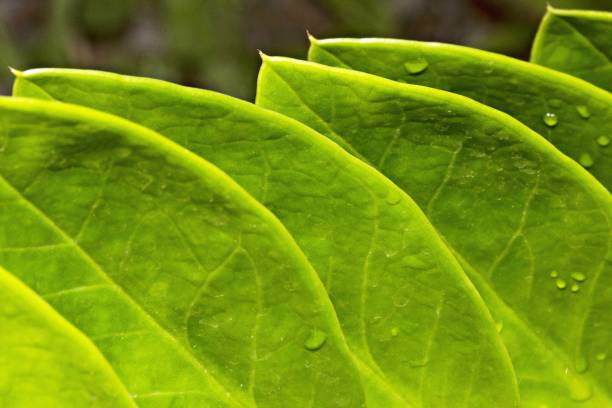 istock Green branch fresh leaves. 1006760878