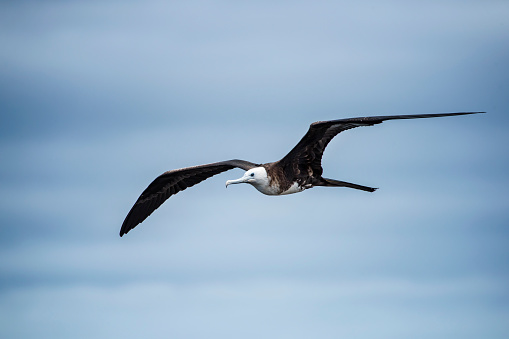 A female great frigatebird (Fregata minor) flying over the Galapagos Islands in the Pacific Ocean. Wildlife shot.