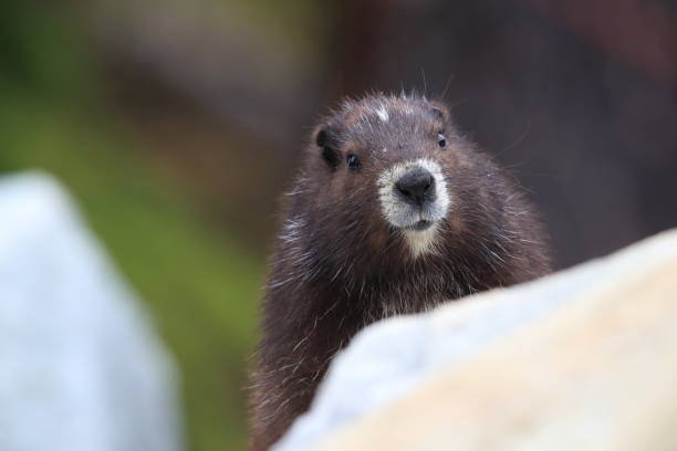 isla de vancouver marmot, vancouverensis de marmota, montaje washington, isla de vancouver, bc, canadá - mt washington fotografías e imágenes de stock