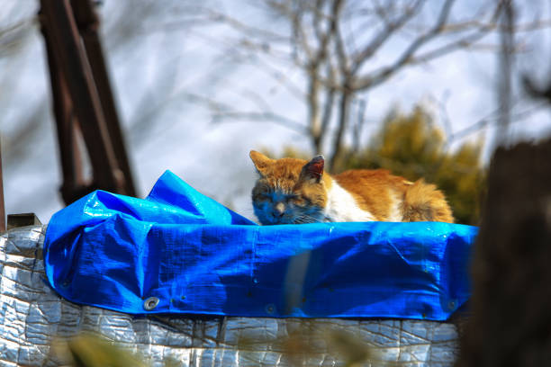 Stray cat resting on a blue tarpaulin in Kegon Falls, Nikko, Japan.