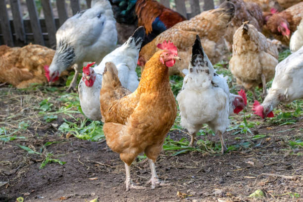istock motley chickens grazing in the farmyard yard 1006766428