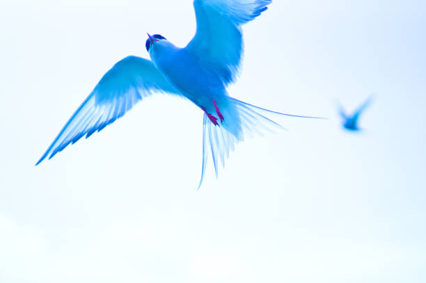 북극제비갈매기 항공편 - tern bird arctic tern nature 뉴스 사진 이미지