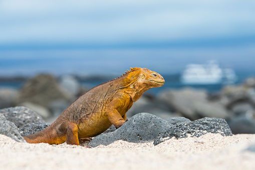 A Galapagos land iguana (Conolophus subcristatus) at North Seymour Island, Galapagos - in the background a tourist cruise ship is visible (but not recognizeable). This special subspecies of Igunana is endemic to the Galapagos Islands. Wildlife shot.