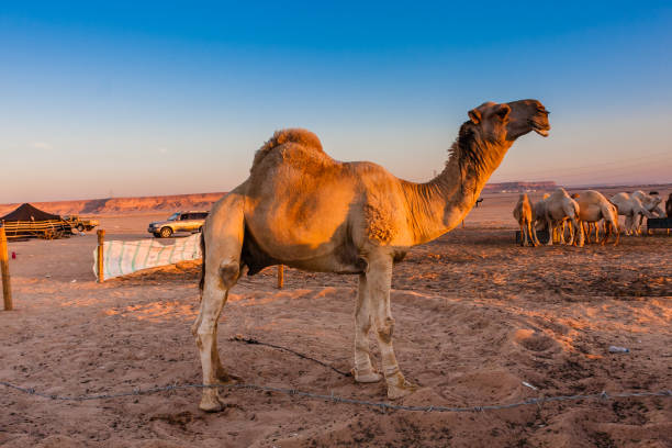 istock An elite Saudi dromedary male camel 1006770552