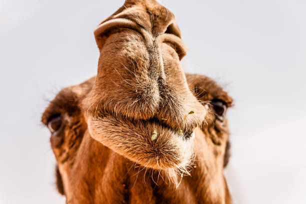 istock Who Wanna Kiss Me? 1006770566