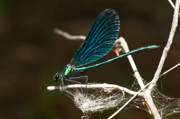 istock Banded Demoiselle (Calopteryx splendens) 1006771432