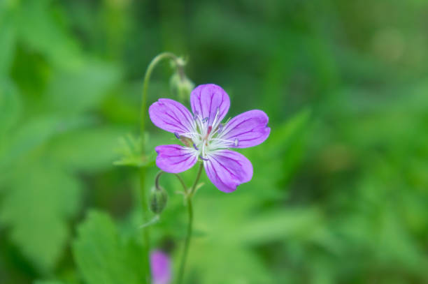 istock Flowers of forest geranium 1006773962