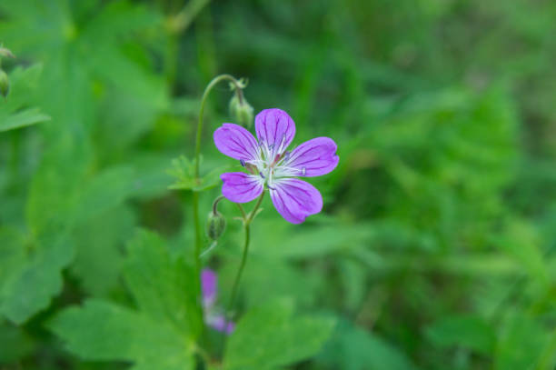istock Flowers of forest geranium 1006774058