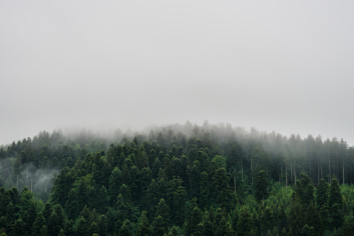 Germany, Misty silence in black forest hiking nature landscape