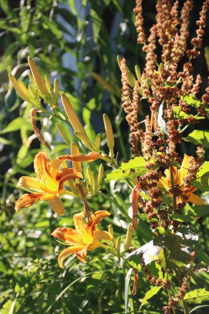 istock Yellow and orange lilies 1006775506